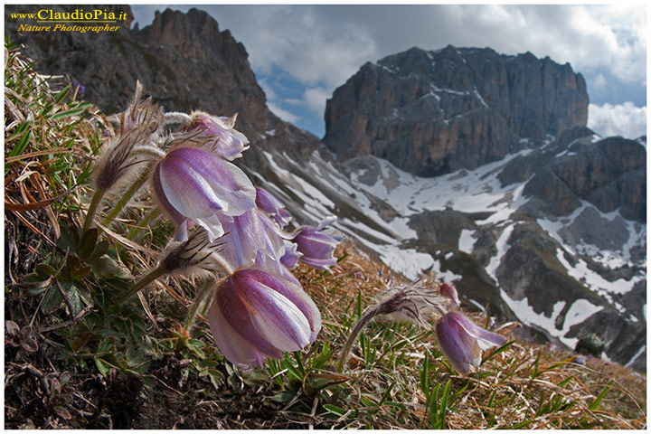 pulsatilla vernalis o anemone primaverile in val di fassa, fiori di montagna, alpini, dolomiti